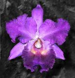 Cattleya Watercolor