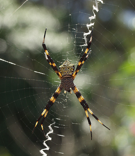 Tiki Spider