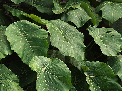 Macaranga Leaves