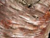 Silver Birch
