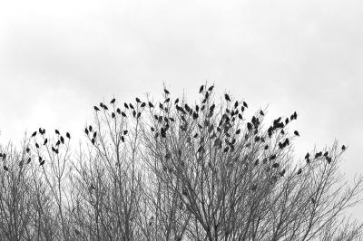 Alfred Hitchkok - The Birds