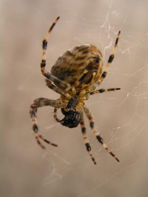 Garden Spider