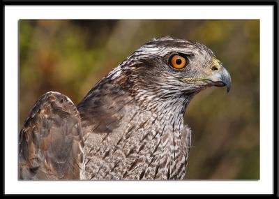 Northern Goshawk