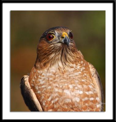 Sharp-Shinned Hawk