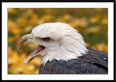 Talkative Eagle