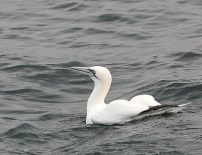 Northern Gannet