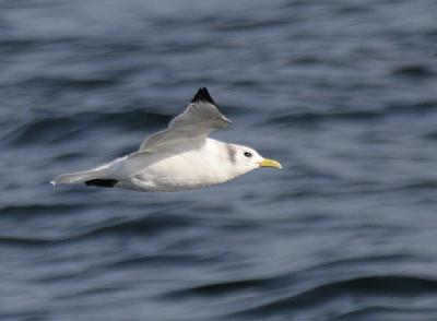 Black-legged Kittiwake