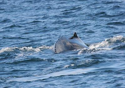 Humpback Whale