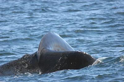 Humpback Whale