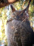 Great Horned Owl