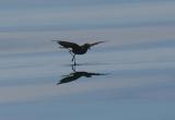 Wilsons Storm-Petrel