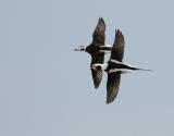 Long-tailed Duck