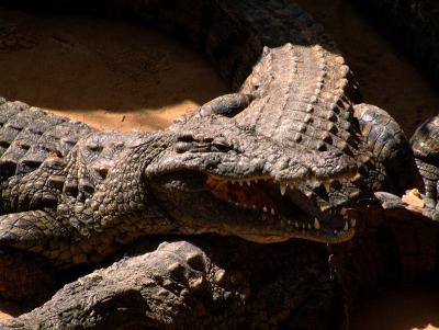 Fuengirola Zoo