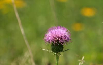 IMG_7149.jpg