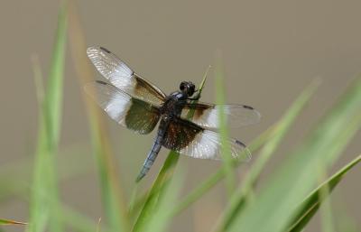 IMG_7170.jpg
