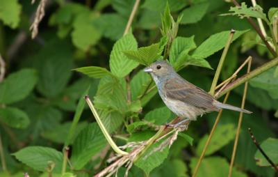 Female Indigo Bunting