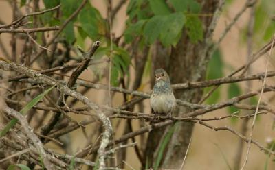 Female Indigo Bunting