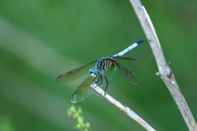Blue Dasher Dragonfly