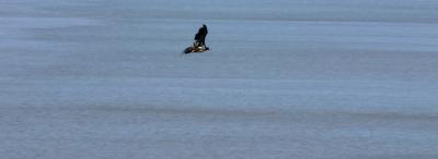 Juvenile Bald Eagle