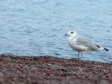 Sea Gull II
