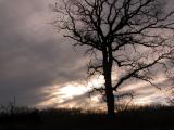 Tree Sihouette