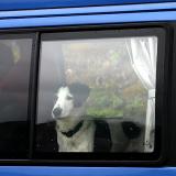 Joop's Dog Log - Wednesday August 18