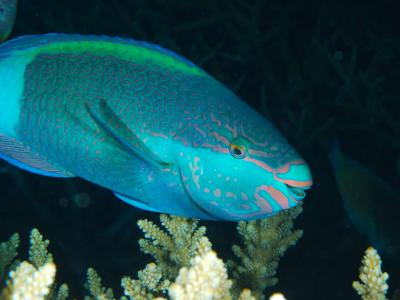  Surf Parrotfish