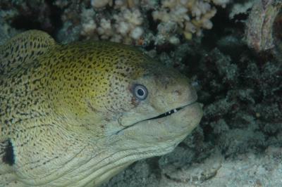 Moray Eel