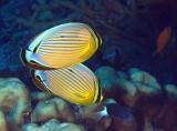 Butterflyfish