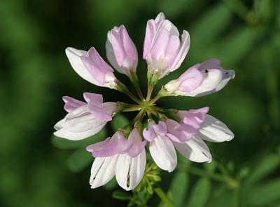 Securigera variaCrown vetch Bont kroonkruid