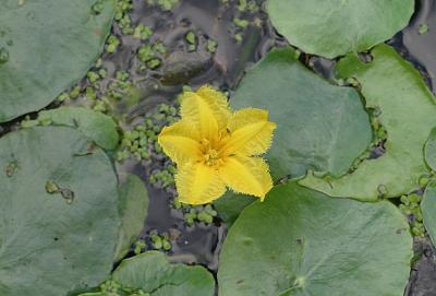 Nymphoides PeltataYellow floating heartWatergentiaan