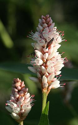 Polygonum persicariaRedshank Perzikkruid