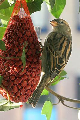 Passer Domesticus Sparrow Huismus