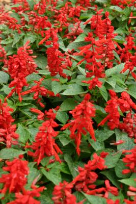 Red Salvia