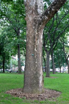 London Plane or Sycamore Tree