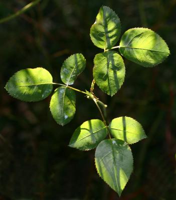 Rose Bush Foliage