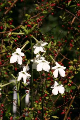 Nicotiana & Red Berry Bush