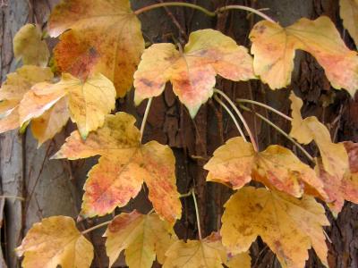 Boston Ivy or Parthenocissus tricuspidata