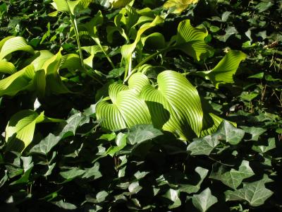 Ivy Patch with Yellow Green Hosta Lily