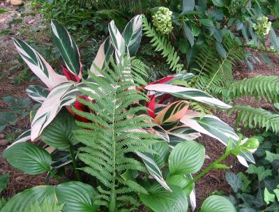 Ginger with Ground Foliage