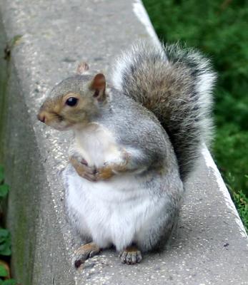 Spectator at the Bocce Ball Court