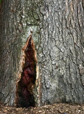 English Elm aka The Hanging Tree