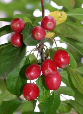 Dogwood Berries