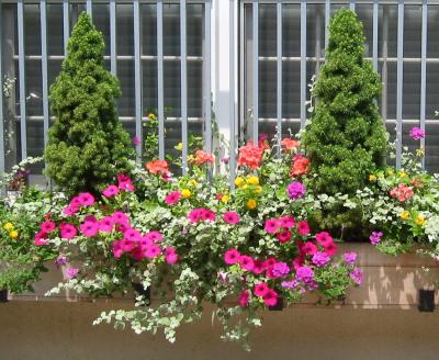 Petunia & Juniper Flower Boxes