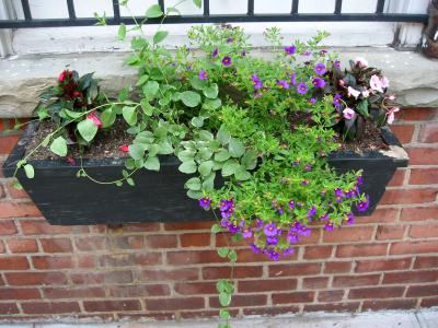 Flower Box