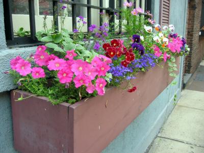 Flower Boxes