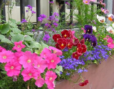 Flower Boxes