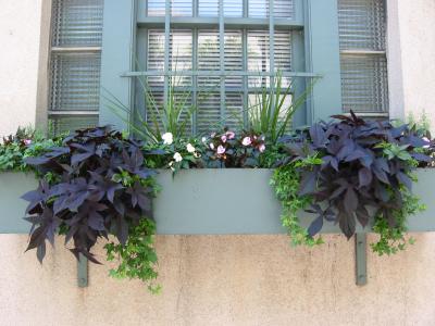 Flower Boxes