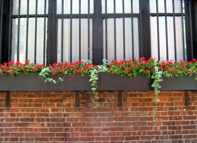 Flower Boxes