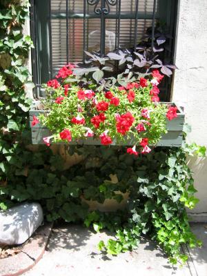 Petunias & Ivy